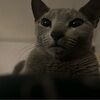 lavender_esme